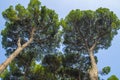 Italian stone pine forest