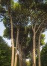 Italian stone pine forest Royalty Free Stock Photo