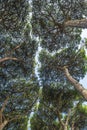 Italian stone pine forest Royalty Free Stock Photo