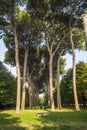 Italian stone pine forest