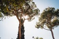 Italian stone pine at the Giardino degli Aranci Royalty Free Stock Photo