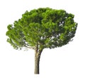 An Italian Stone Pine, known as Stone pine tree, umbrella form dicut, isolated on white background with clipping path Royalty Free Stock Photo