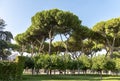 Italian stone pine in the park in Rome, Italy Royalty Free Stock Photo