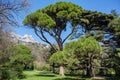 Italian stone pine Pinus pinea in front of Ai-Petri mountain background, Crimea