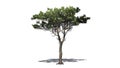 Italian Stone Pine tree