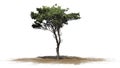 Italian Stone Pine tree