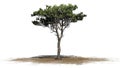 Italian Stone Pine tree