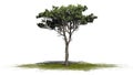 Italian Stone Pine tree