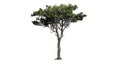 Italian Stone Pine tree