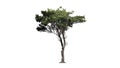 Italian Stone Pine tree