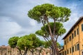 Italian stone pines. Pisa, Italy.