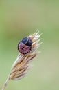 Italian striped-bug on dry bent Royalty Free Stock Photo