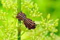 Italian striped bug Graphosoma lineatum italicum mating