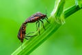 Italian striped bug Graphosoma lineatum italicum mating Royalty Free Stock Photo