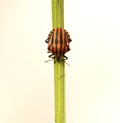 Italian striped bug, Graphosoma lineatum Royalty Free Stock Photo