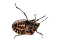 Italian Striped-Bug lying on the back, struggling, Graphosoma lineatum