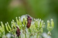 Italian striped bug on wild carrot in field