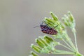 Italian striped-bug on wild carrot