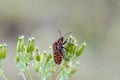 Italian striped-bug on wild carrot