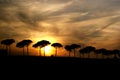 Italian Sunset Silhouette Royalty Free Stock Photo