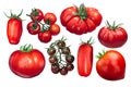 Italian tomatoes, different varieties, paths