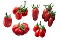 Italian tomatoes: Marzano, Roma, Costoluto, paths Royalty Free Stock Photo