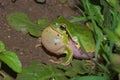 Italian tree frog Hyla intermedia Royalty Free Stock Photo