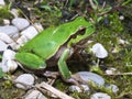 Italian tree frog Hyla intermedia Royalty Free Stock Photo