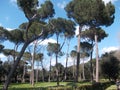 Italian trees of the city of Rome