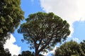 Italian Trees in the Villa Borghese Park in Rome, Italy