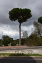 Italian Trees in the Villa Borghese Park in Rome, Italy