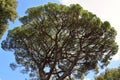 Italian Trees in the Villa Borghese Park in Rome, Italy