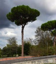 Italian Trees in the Villa Borghese Park in Rome, Italy