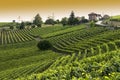 Italian vineyard Royalty Free Stock Photo