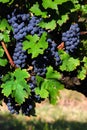 Italian Vineyard Royalty Free Stock Photo