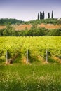 Italian vineyard Royalty Free Stock Photo