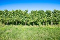 Italian vineyard Royalty Free Stock Photo