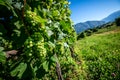 Italian vineyard Royalty Free Stock Photo