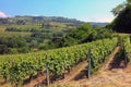 Italian vineyard in Piedmont Royalty Free Stock Photo