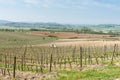 Italian vineyard in spring with workers in field as leaf buds form on vines