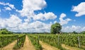 Italian Vineyard with sunny cloudy Sky