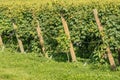 Italian Vineyard of the Valpolicella Wine near Verona