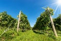 Italian Vineyard of the Valpolicella Wine near Verona