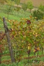 Italian vineyards Royalty Free Stock Photo