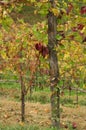 Italian vineyards