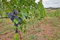 Italian vineyards Royalty Free Stock Photo