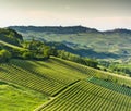 Italian vineyards in Langhe, Piedmont Royalty Free Stock Photo