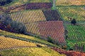Italian vineyards in OltrepÃÂ² Pavese