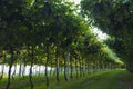 Italian vineyards in Valpolicella Area from basement, Veneto, Verona, Italy