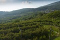 Italian vineyards in Valpolicella Area, Veneto, Verona, Italy